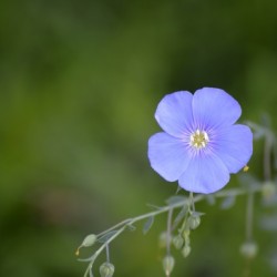 Perennial Blue Flax Wildflower - Linum Perenne